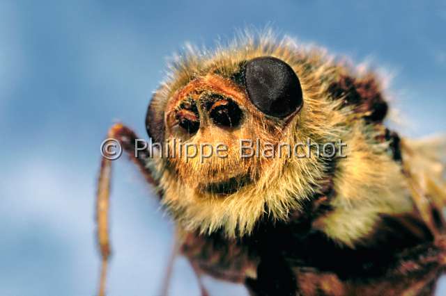 Hypoderma bovis.JPG - in "Portraits d'insectes" ed. SeuilHypoderma bovisHypoderme du boeufOx warble flyDipteraOestridaeFrance